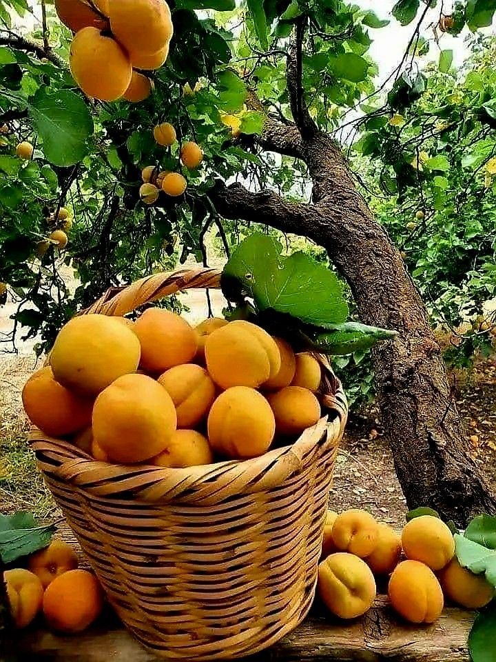 Фрукты
